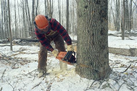 Fell a tree - A simple tree cutting tutorial for the beginner. Casey walks you thru initial tree assessment, planning the cut, how to position your chainsaw, how to get a... 